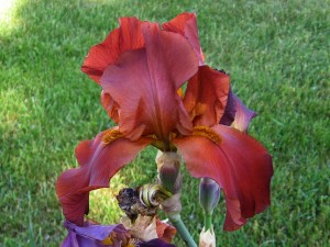 red iris